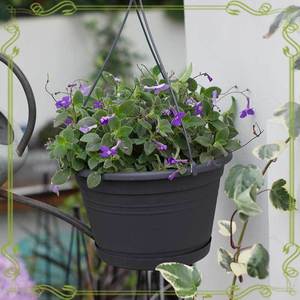 Maceta colgante duradera para jardín a precio al por mayor, <span class=keywords><strong>macetas</strong></span> colgantes <span class=keywords><strong>bonitas</strong></span> negras, Kits <span class=keywords><strong>de</strong></span> plástico, <span class=keywords><strong>macetas</strong></span> colgantes - Product Image 6