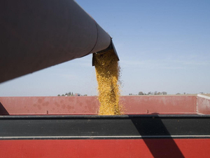 Máquina cosechadora de frijoles de la mejor marca de China GN60, productos agrícolas, motor diésel con gran fuerza motriz - Product Image 4