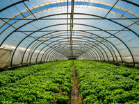 Kit de serre de structure de cadre de film à une travée de plantation de fleurs à grande échelle à faible coût produit par les fabricants de serres