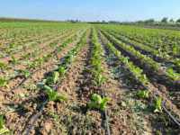 Ruban goutte-à-goutte agricole 16 mm avec émetteurs plats intégrés, résistant aux UV, pour système d'irrigation de jardin, serre et agriculture