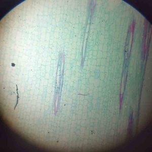 Preparación de espécimen biológico, toboganes de plantas y células de animales, 25 uds. - Product Image 3