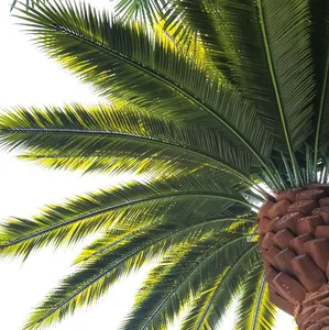 Großhandel Preis Dekorationen Grün Kunststoff Coconut Bäume Datum Palm Blätter, Künstliche Palme Blätter Mit Stamm