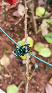 Clips de fixation pour tiges de plantes, pour <span class=keywords><strong>une</strong></span> protection saine et robuste des plantes, utilisés pour les fleurs de jardin, les légumes, les orchidées et les vignes. - Product Image 3