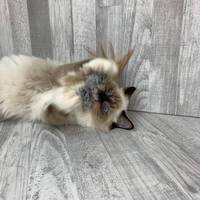 Jouets pour chats en fourrure de lapin véritable et plumes de haute qualité