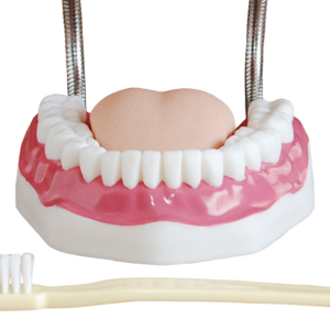 Modelo de cuidado dental de enseñanza médica ADA (32 dientes) y modelo de cuidado dental pequeño (28 dientes) para enseñar y Aprender anatomía - Product Image 3