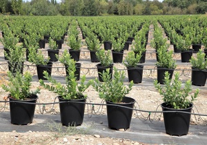 Hydroponic Plant Container Flower Growing <strong>Pot</strong> Nursery 20/30/<strong>40</strong>/50L Blueberry Gallon <strong>Pot</strong> - Product Image 2