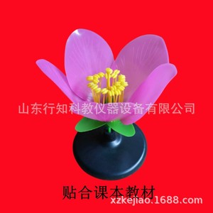 Modèle de fleur de pêcher, modèle de plante, modèle d'expérimentation pédagogique en sciences biologiques, équipement expérimental, instrument pédagogique - Product Image 4