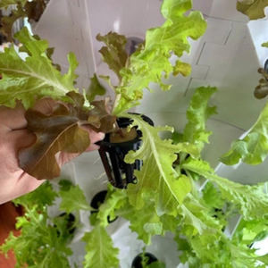 Sistemas de Cultivo Verticales para Plantas de Interior, Sistema Completo de Cultivo Hidropónico y Aeropónico en Columna para Jardín Doméstico - Product Image 3
