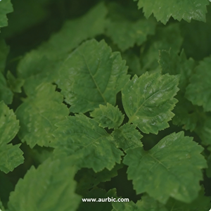 Huile essentielle aromatique de patchouli de qualité supérieure, distillée à la vapeur, à tenacité exceptionnelle, pour parfums raffinés - Product Image 1