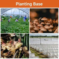 Graines de Chia de Qualité Supérieure Fournies par l'Usine, Graines de Chia de Qualité Alimentaire, Graines de Chia Solubles dans l'Eau en Gros, Poudre de Graines de Chia