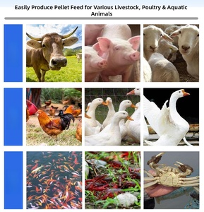 <span class=keywords><strong>Presse</strong></span> <span class=keywords><strong>à</strong></span> granulés d'aliments électriques pour animaux domestiques, 60 kg/h, haute productivité, design compact pour poulets, canards et bétail - Product Image 6