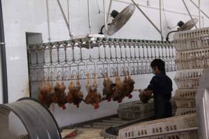 Automatische varkens slachtapparatuur slachthuis transportband slachtproductielijn met motor kerncomponenten - Product Image 2