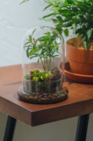 Vidrio de cabeza redonda Cloche Acrílico Cloche Cúpula Terrario Vidrio para reptiles