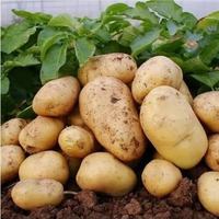 Premium verse natuurlijke hele aardappelen, groothandelslevering voor koken, bakken & culinaire keukens