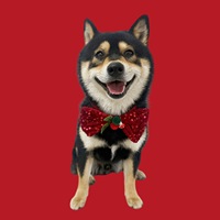 Tenue de Noël pour animaux de compagnie en velours scintillant avec nœud papillon et chapeau 3D pour chat et chien
