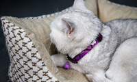 Nouveau collier pour chat personnalisé, réglable, durable, léger, en coton, mignon