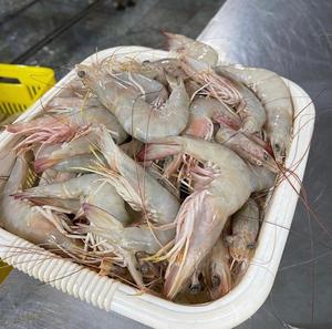 กุ้งแช่แข็งคุณภาพสูงอาหารทะเลสดแช่แข็งสำหรับฤดูใหม่กุ้งแช่แข็งสำหรับการส่งออก - Product Image 4
