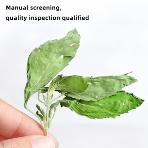 Té de Menta Verde Herbal 100% Natural al por Mayor, Procesado Fresco, Empacado a Granel, Té Adelgazante, Hoja de Menta Seca - Product Image 3