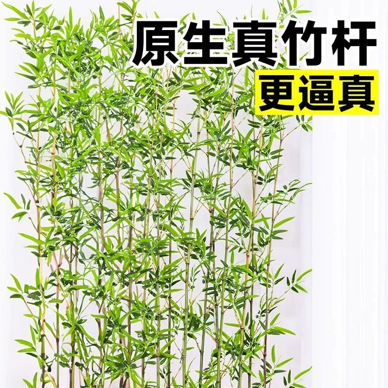 ไม้ไผ่จำลอง 1.2 เมตร [5 ชิ้น] (มีปลายไม้ไผ่)