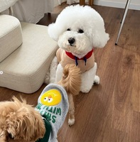 Manteau de sport pour chien en coton vert avec expression amusante, taille XS, design à deux pattes, durable, chaud, toutes saisons, vêtements pour animaux de compagnie