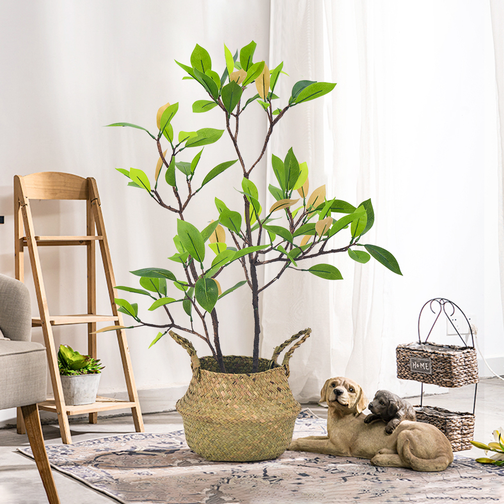 Mangrove Bonsai - Elegant Potted Trees for Indoor Decor