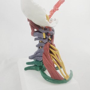 Modelo de Ciencia Médica de la Columna Vertebral Humana con Músculos Codificados por Colores, <span class=keywords><strong>Cuello</strong></span> y Huesos Desmontables, Recurso Educativo Yulin CE/ISO - Product Image 2