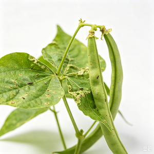 Pesticida Agroquímico Etoxazol 30% SC Especialmente para Acaricidas - Product Image 6
