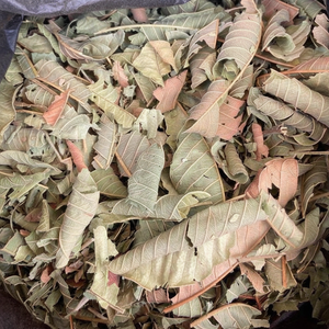 Hoja de Guayaba Seca Orgánica de Vietnam para Té de Hierbas, Exportación - Product Image 1