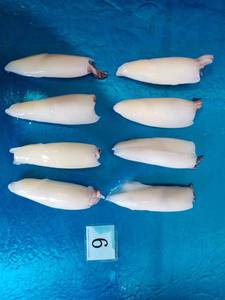 Cao cấp đông lạnh loligo mực t + t giá tốt và chất lượng tốt loligo - Product Image 5