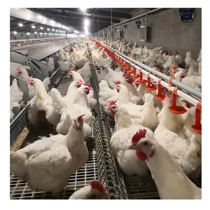 Máquina de Casa de granja avícola Equipo de engorde Sistema de alimentación de cadena Línea de criador de pollos Comedero automático de gallina