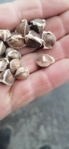 1 كيلوجرام من بذور المورينجا أوليفيرا الخام المجففة بالهواء من المحاصيل الجديدة - Product Image 3