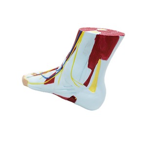 Modèle anatomique du muscle plantaire du pied humain, modèle pédagogique des tissus du pied, outil d'entraînement à l'anatomie du pied - Product Image 5