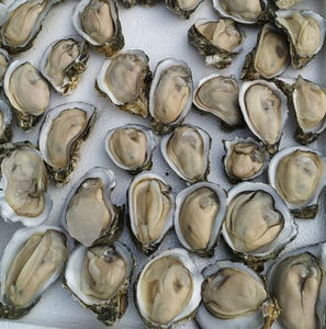 Suministro de fábrica Extracto de ostra Extracto DE CARNE DE OSTRA Polvo de péptido de ostra/Polvo de péptido de proteína de ostra Oyst/Concha Ostreae - Product Image 3