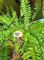 100 Stuks Bamboe Plant Labels Hout Plant Label Hout T-Type Tuin Markersplant Tag Voor Zaad Kwekerij Ingemaakte Kruiden bloemen Plantaardige