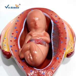 Modelo de <span class=keywords><strong>Desarrollo</strong></span> Fetal del Embarazo, Maniquí de Bebé de PVC para Ciencias Médicas y Anatómicas, para Escuelas y Hospitales - Product Image 1