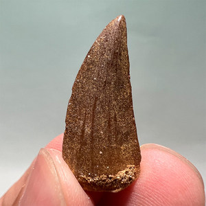 Dent authentique de Mosasaur - Dents de dinosaure marin préhistorique, spécimen réel de <span class=keywords><strong>taille</strong></span> humaine avec matrice pour l'éducation - Product Image 4