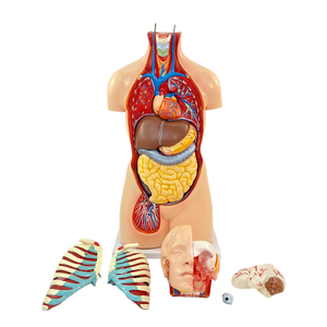 Modèle d'anatomie du système organique du corps <span class=keywords><strong>humain</strong></span> de 85 cm, 19 parties, anatomie médicale, tronc <span class=keywords><strong>asexué</strong></span>, structure des organes viscéraux - Product Image 3