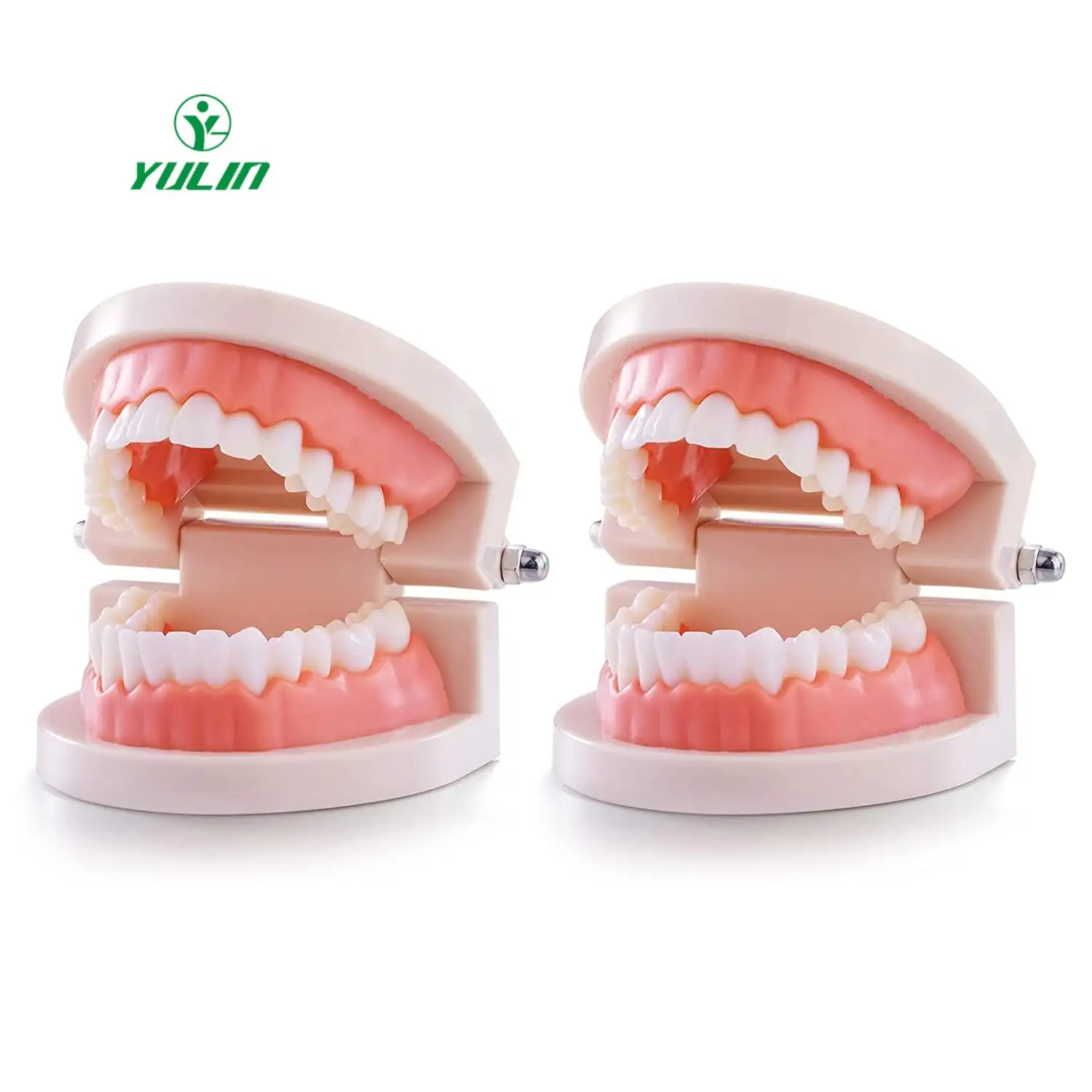 Dental Standard Teeth Life size Dental Model Human Teeth Model Brushing Model for Dentist Teaching Study