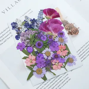 Bunga Padat Kering Alami Kustom untuk Bunga Kering Padat Resin untuk Seni Bingkai Pembatas Buku Mengambang