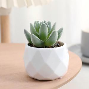 Mini Piante Succulente Artificiali in Vaso - Vaso in Ceramica Bianca con Succulente Finte per Decorazione Casa e Scrivania - Product Image 3