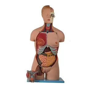 GD/A10002 Human Body Dual Sex Torso Medical Science Model: 20-Part human anatomy model