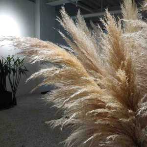 Grandes fleurs de pampa séchées naturelles et préservées, moelleuses et hautes, pour la décoration de mariage - Product Image 4