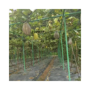 High Strength FRP Plant <b>Support</b> Stakes for Vineyards & <b>Tomatoes</b> Nursery Custom Cutting Processing Service Available - Product Image 1