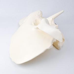Modello Anatomico Ingrandito del <span class=keywords><strong>Osso</strong></span> Temporoale, Modello di Cranio Smontabile per Osservazione Artistica e Insegnamento - Product Image 2