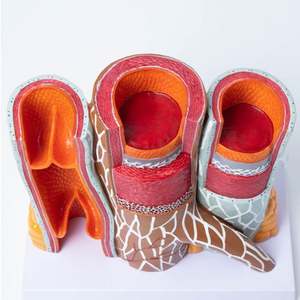 <span class=keywords><strong>Model</strong></span> anatomi arteriovenosa KyrenMed <span class=keywords><strong>Model</strong></span> struktur pembuluh darah diperbesar dalam struktur arteri manusia dan <span class=keywords><strong>Model</strong></span> pembuluh darah - Product Image 3