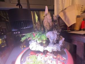 Pierres décoratives pour aquarium Étang à poissons Ornements écologiques pour bonsaïs <span class=keywords><strong>Jardin</strong></span> de roche miniature - Product Image 2