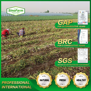 <span class=keywords><strong>Ajo</strong></span> fresco hinese rojo normal púrpura <span class=keywords><strong>ajo</strong></span> blanco puro <span class=keywords><strong>ajo</strong></span> alho garlics precio al por mayor 2023 - Product Image 3