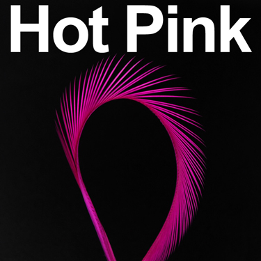 Rosa caldo (10 pezzi)