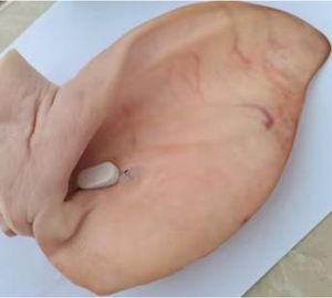 ब्लूटूथ ऐप के साथ वायरलेस कान नहर पशु थर्मामीटर पशुधन के लिए निरंतर शरीर के तापमान की निगरानी - Product Image 2