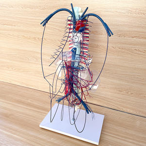 Modèle de circulation des veines portiques et des collatéraux - Modèle anatomique du système vasculaire humain pour l'enseignement en hépatologie - Product Image 2